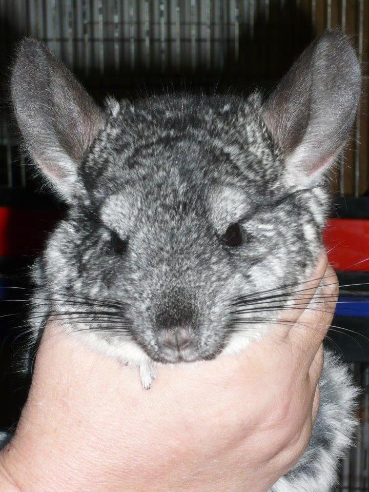 11 Chinchillas - dringend zu vermitteln