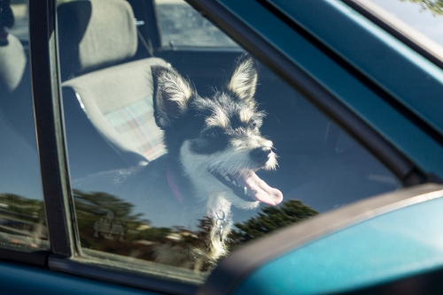 hund im auto