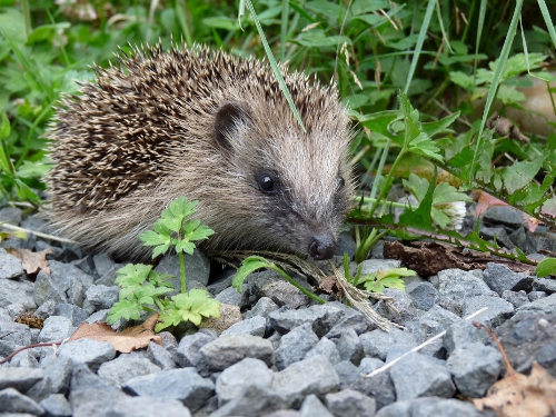 igel c deutscher tierschutzbund ehrhardt