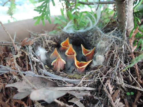 junge bachstelzen im nest2