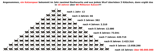 katzenvermehrungb