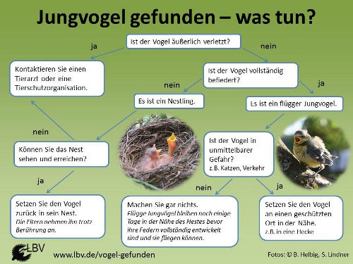 leitfaden vogel gefundenk