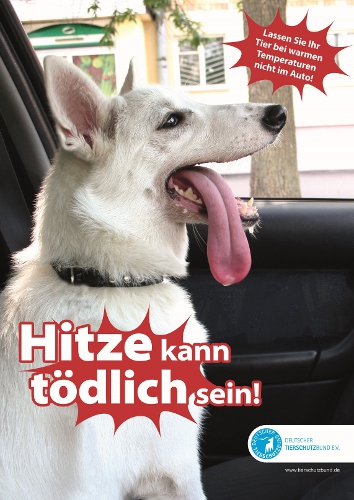 tiere und hitze