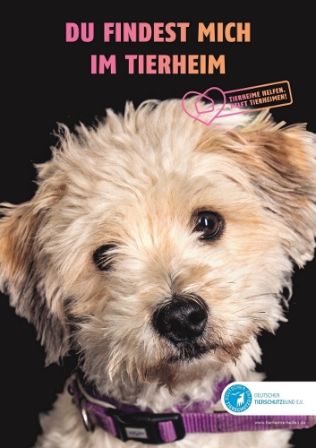 tierheimkampagne hund weiss