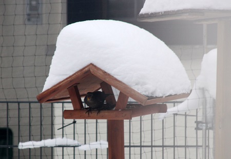 vogelhauschen